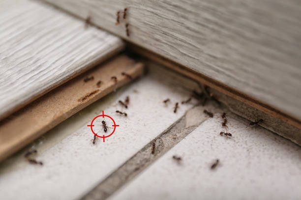 Best Pest Control Treatment  in Carson, WA