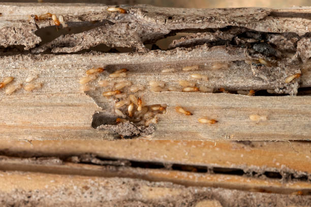 Best Pest Control Near Me  in Carson, WA