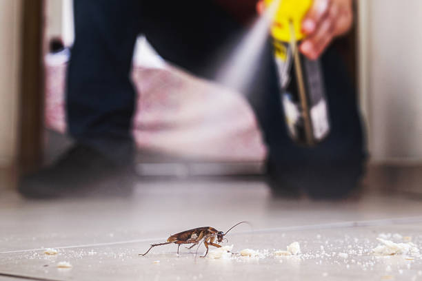 Insect Control in Carson, WA