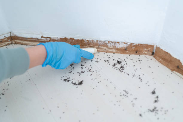 Best Emergency Pest Control  in Carson, WA